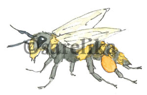 Bi med pollensäck